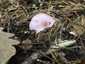 Rózsás kígyógomba (Mycena rosea), Őrség